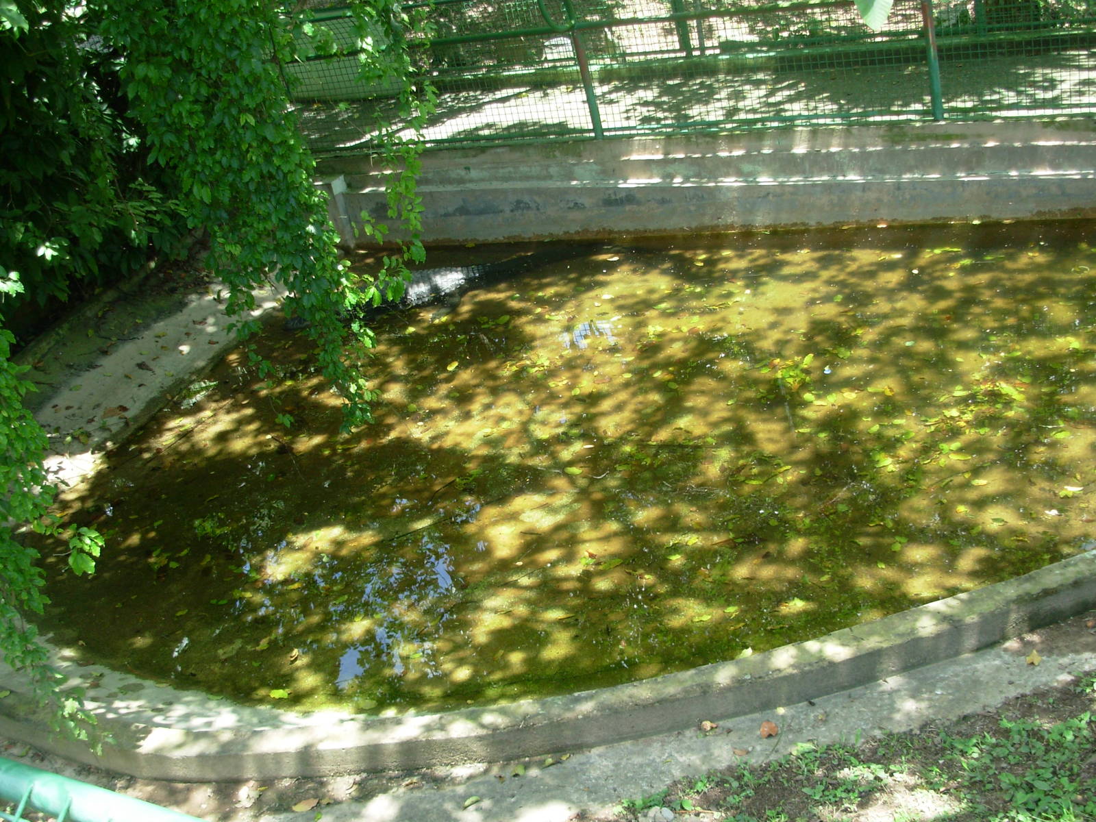 Black Caiman Exhibit