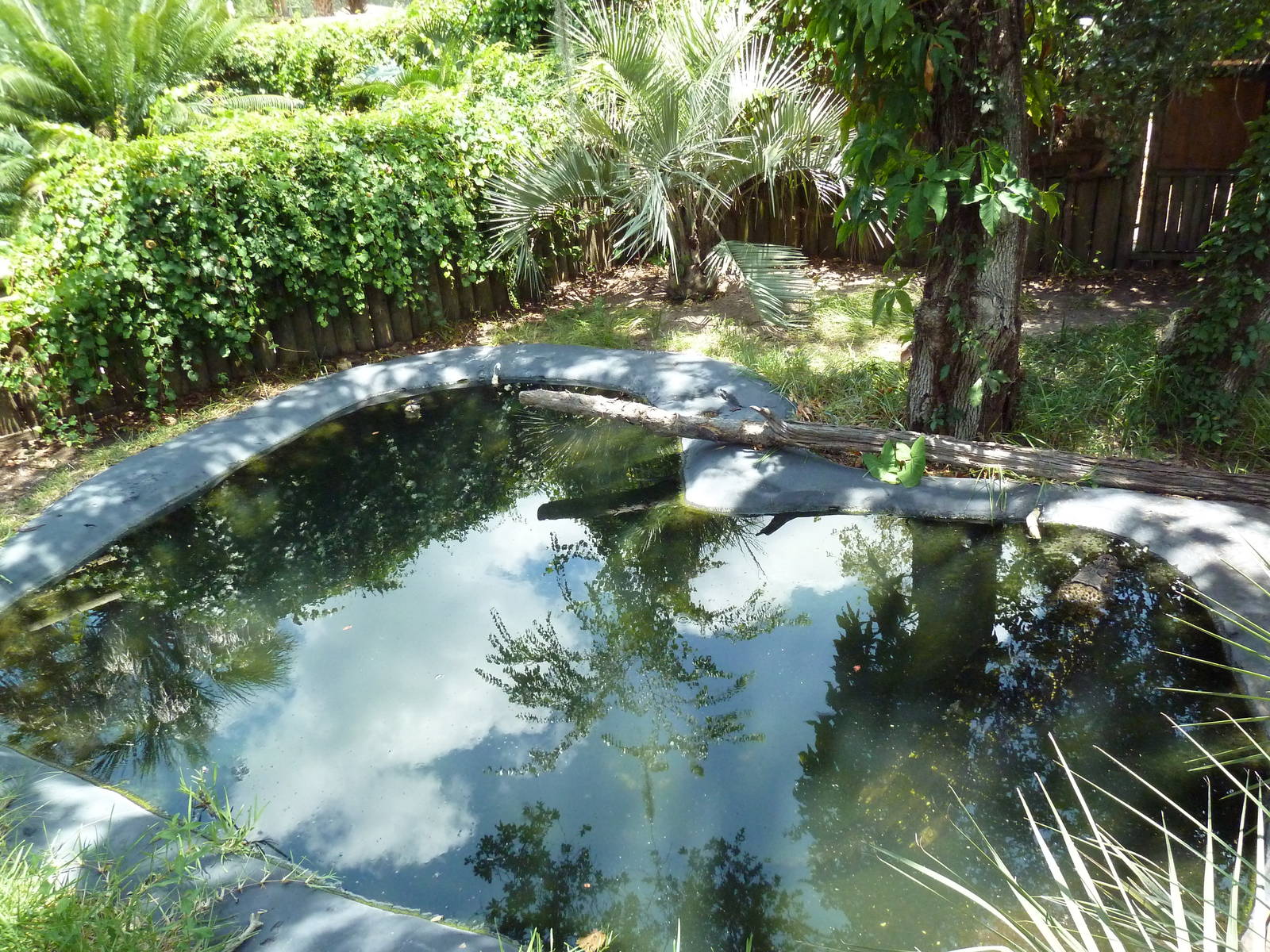 Black Caiman Exhibit