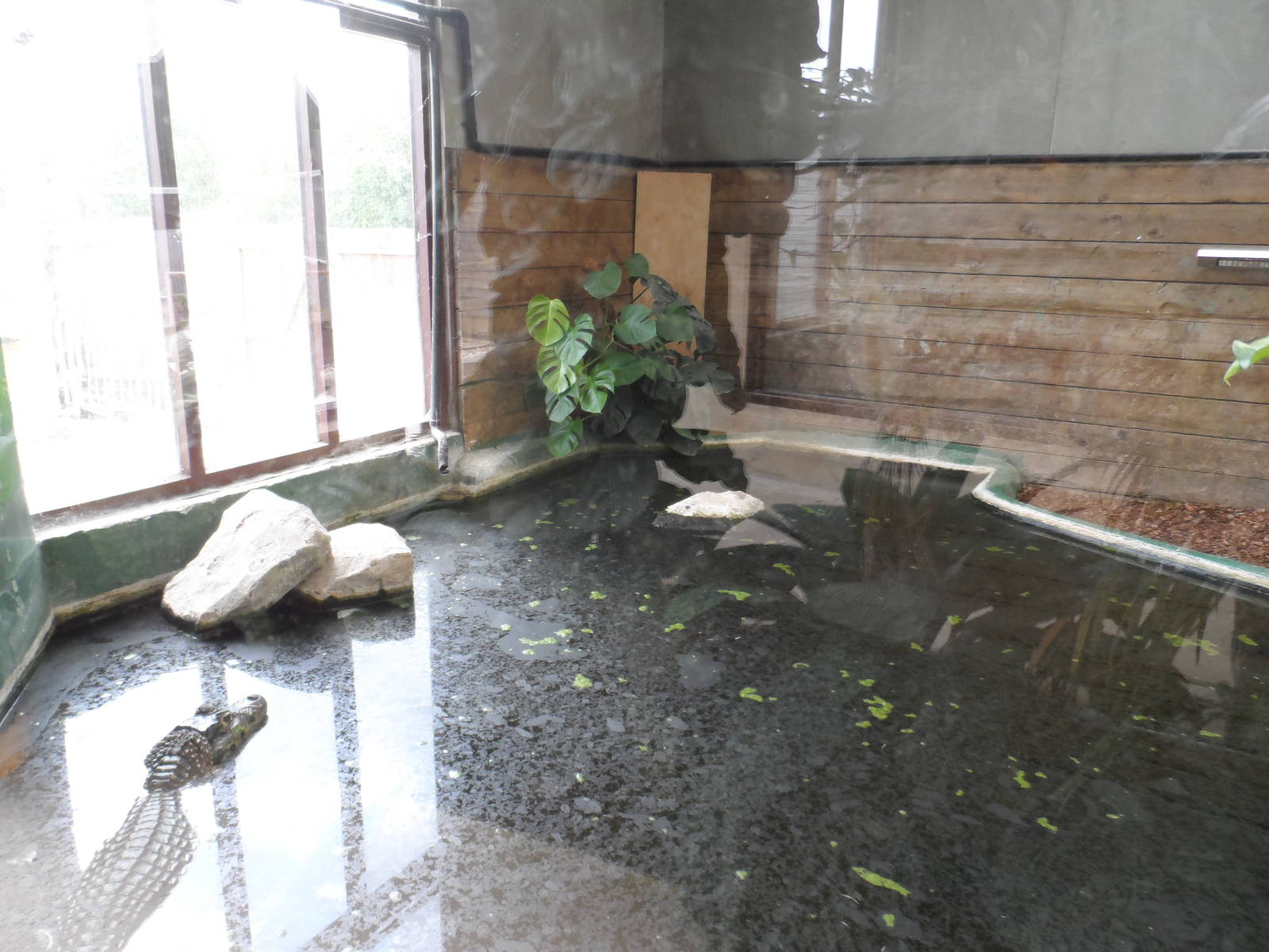 Black Caiman Exhibit