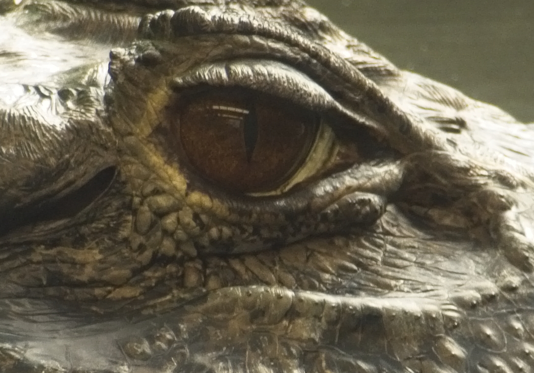 Black Caiman (eye)
