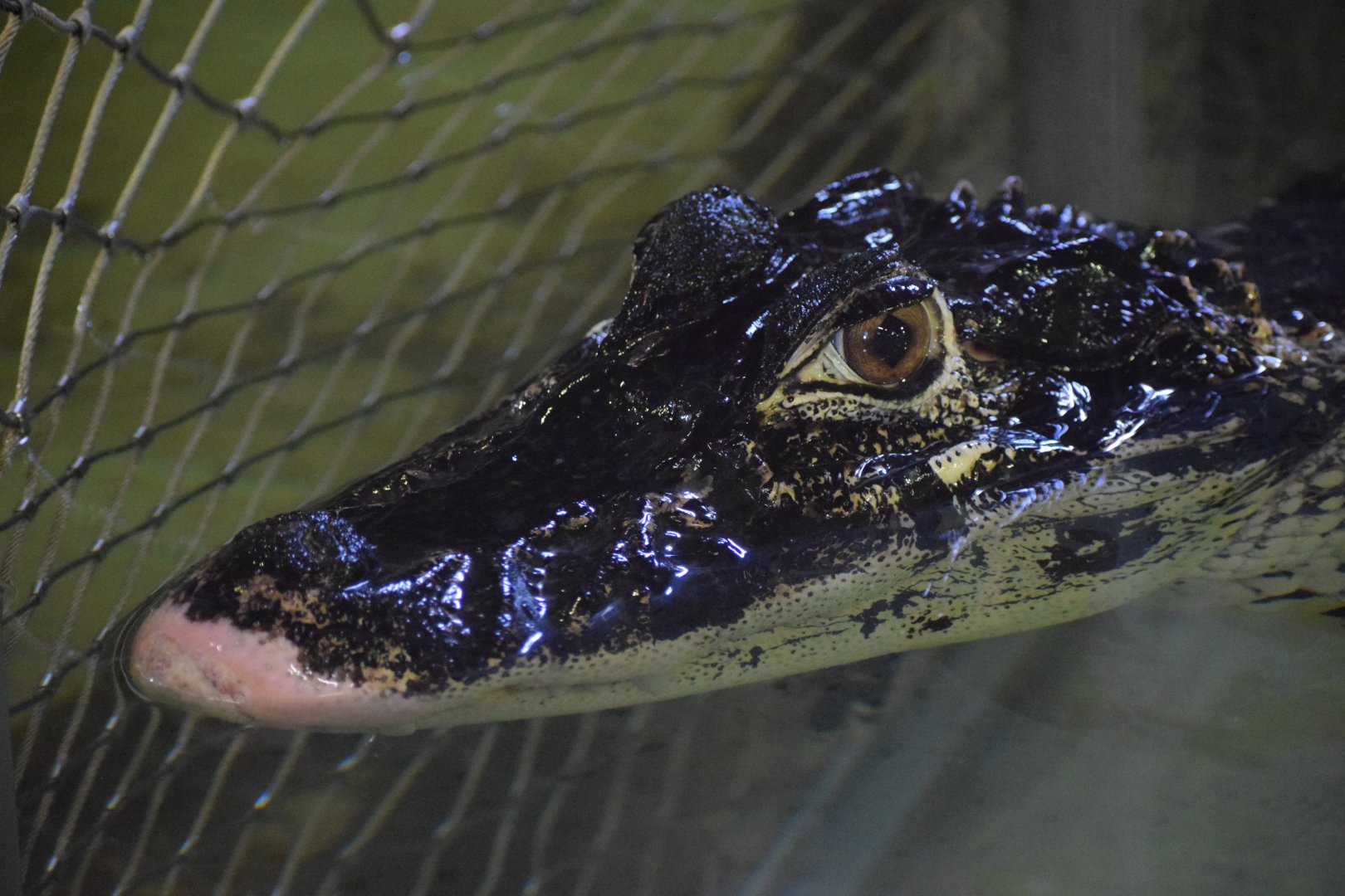 Black caiman - July 2021