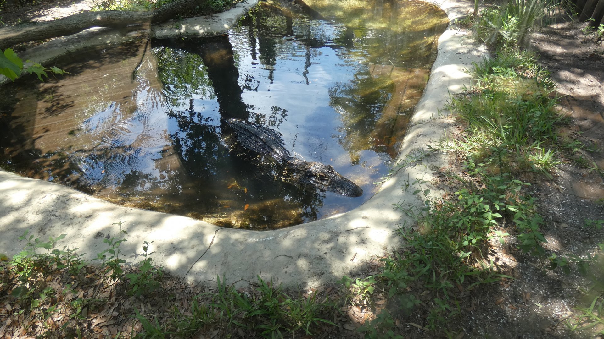 Black Caiman, Land of Crocodiles - June 2022