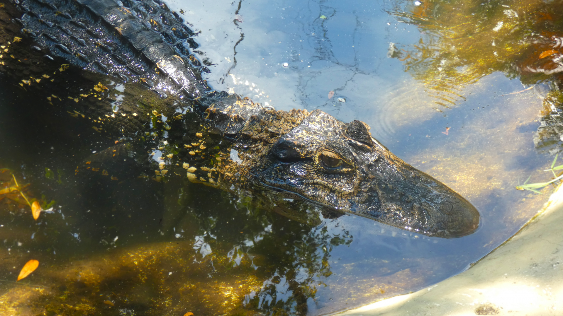 Black Caiman, Land of Crocodiles - June 2022
