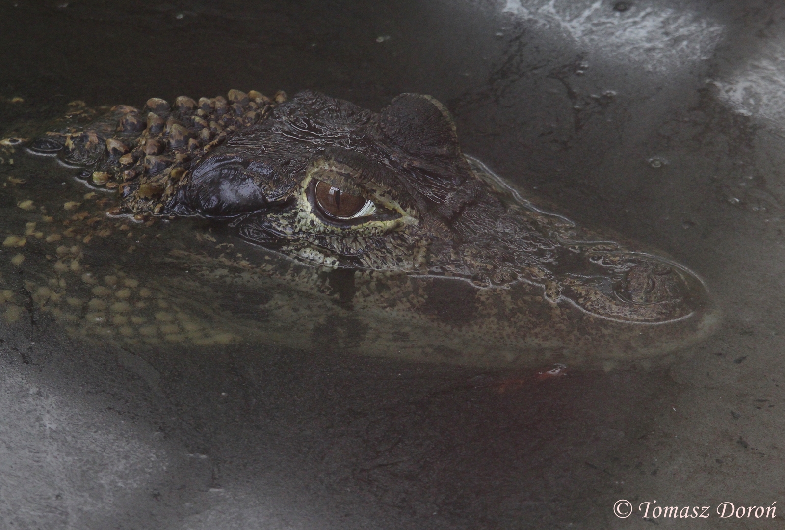 Black Caiman (Melanosuchus niger) May 2016