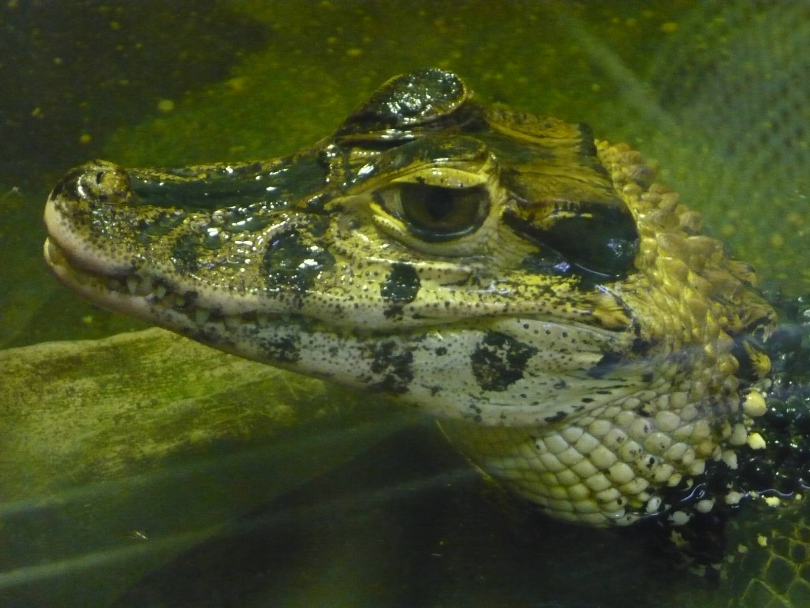 Black caiman (Melanosuchus niger)