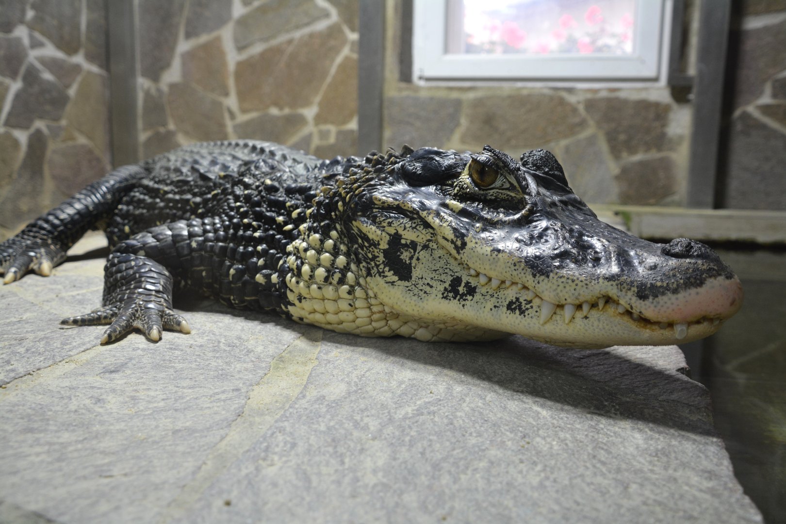 Black caiman (Melanosuchus niger)