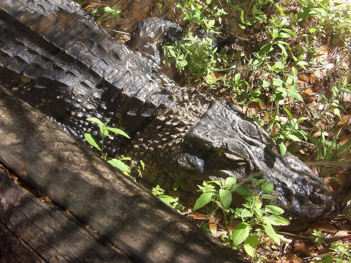 Black Caiman(Melanosuchus niger)