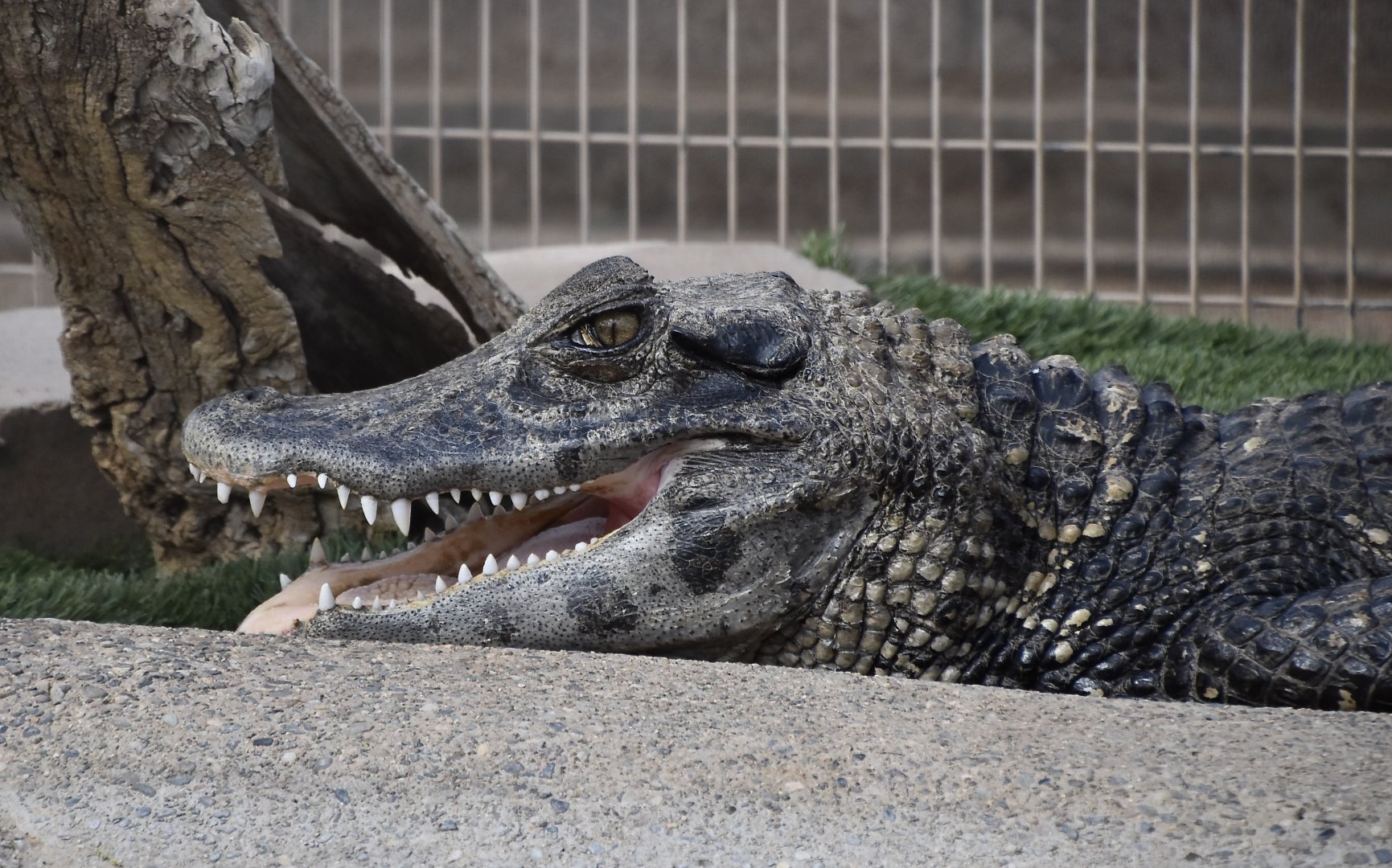 Black Caiman (Melanosuchus niger)