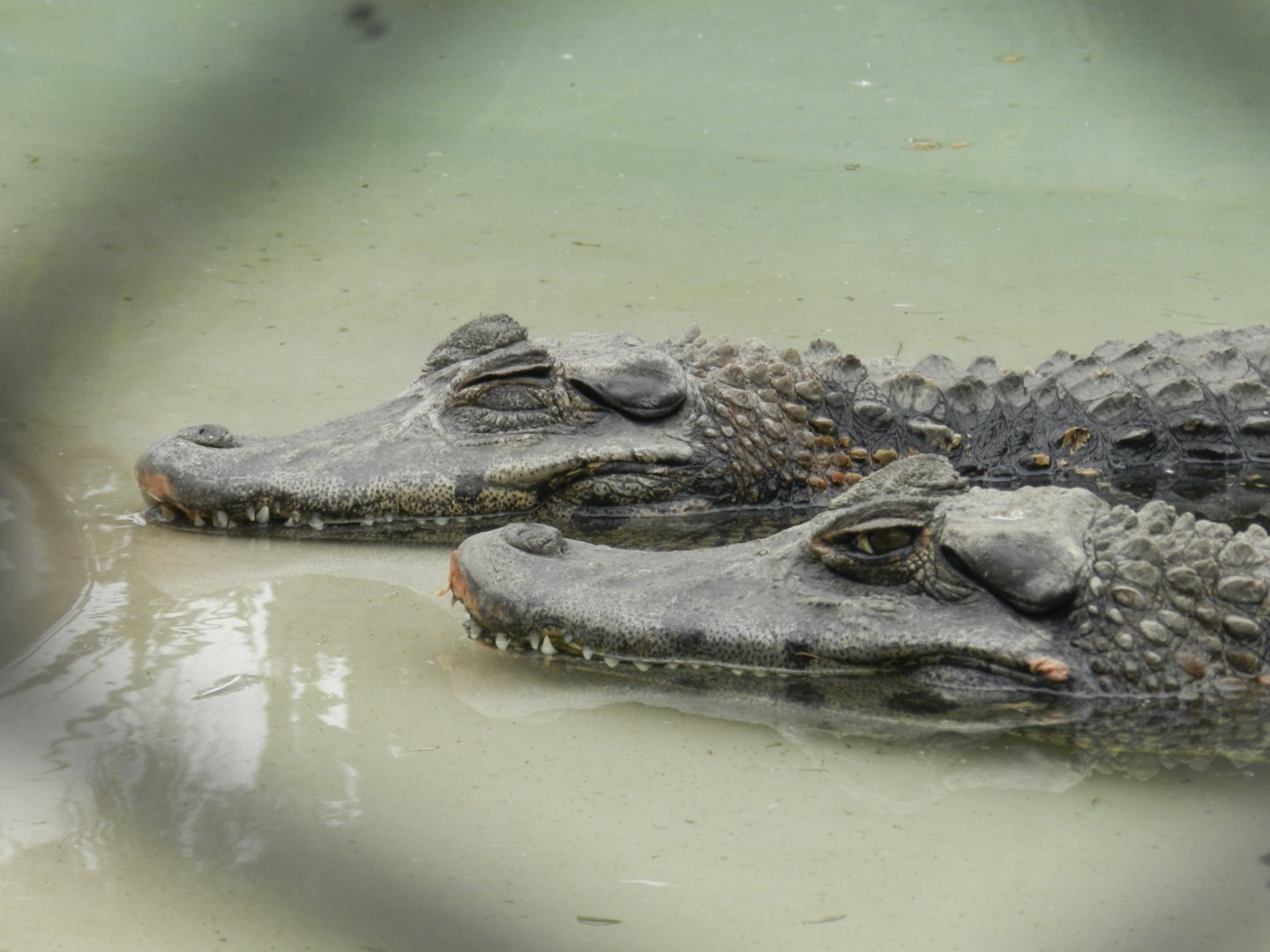 Black caiman - Parque Zoológico Huachipa