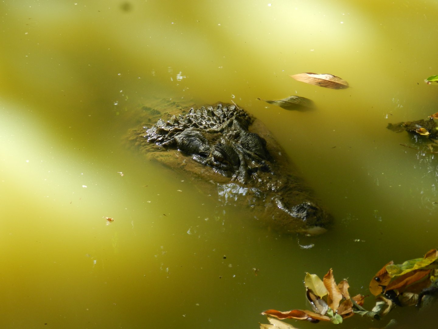 Black caiman - Salvador zoo (PZGV)