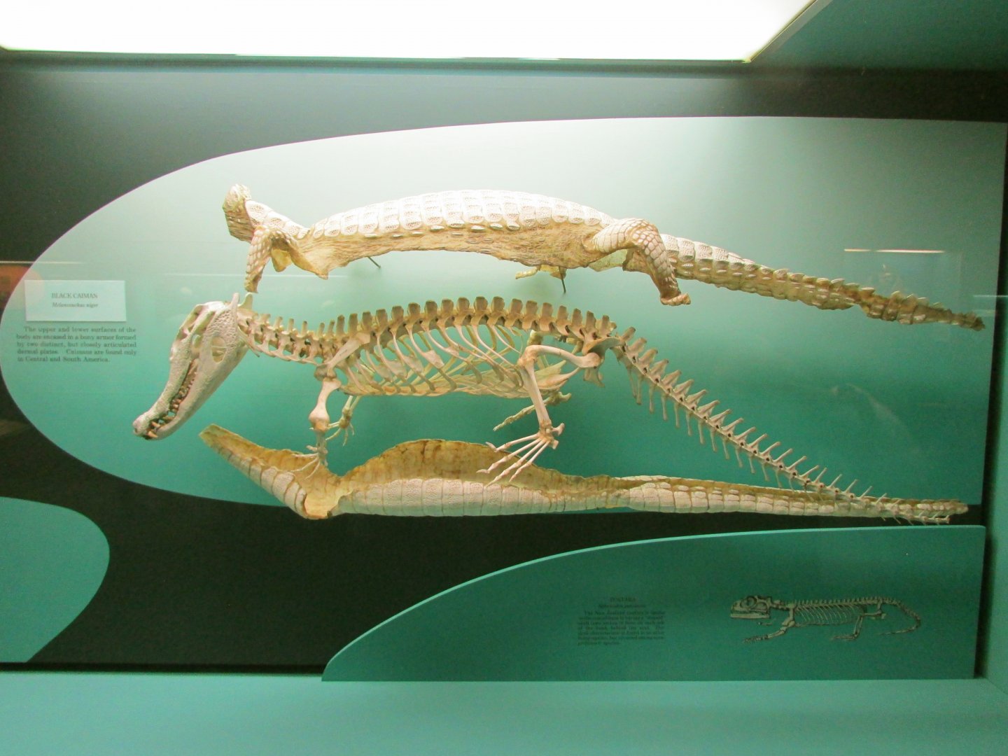 Black Caiman Skeleton
