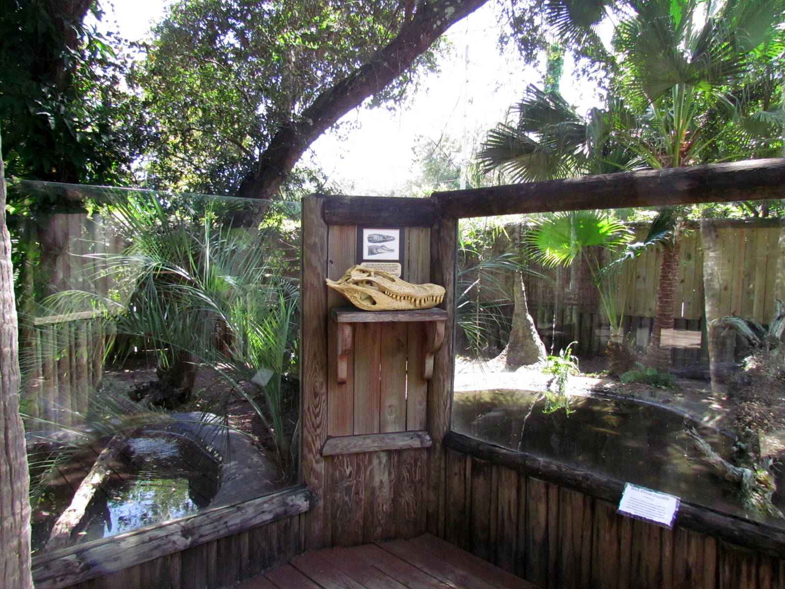 Black Caiman Skull (replica)
