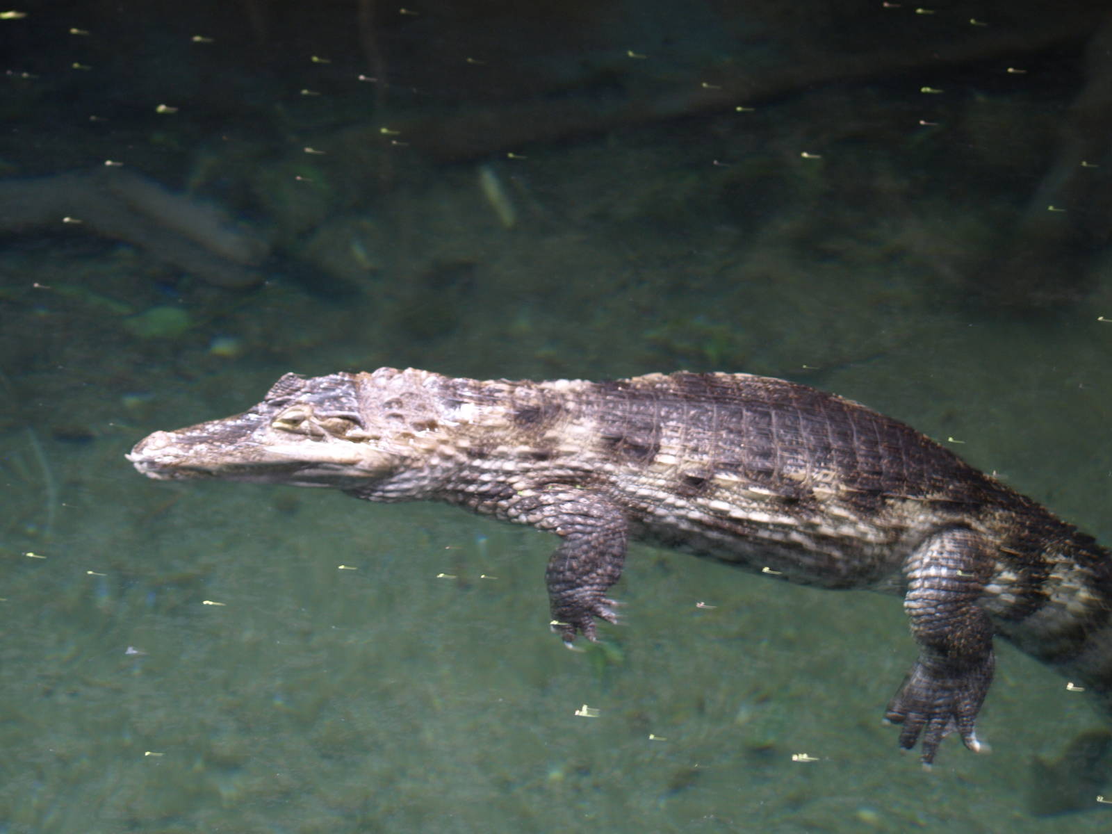 black caiman