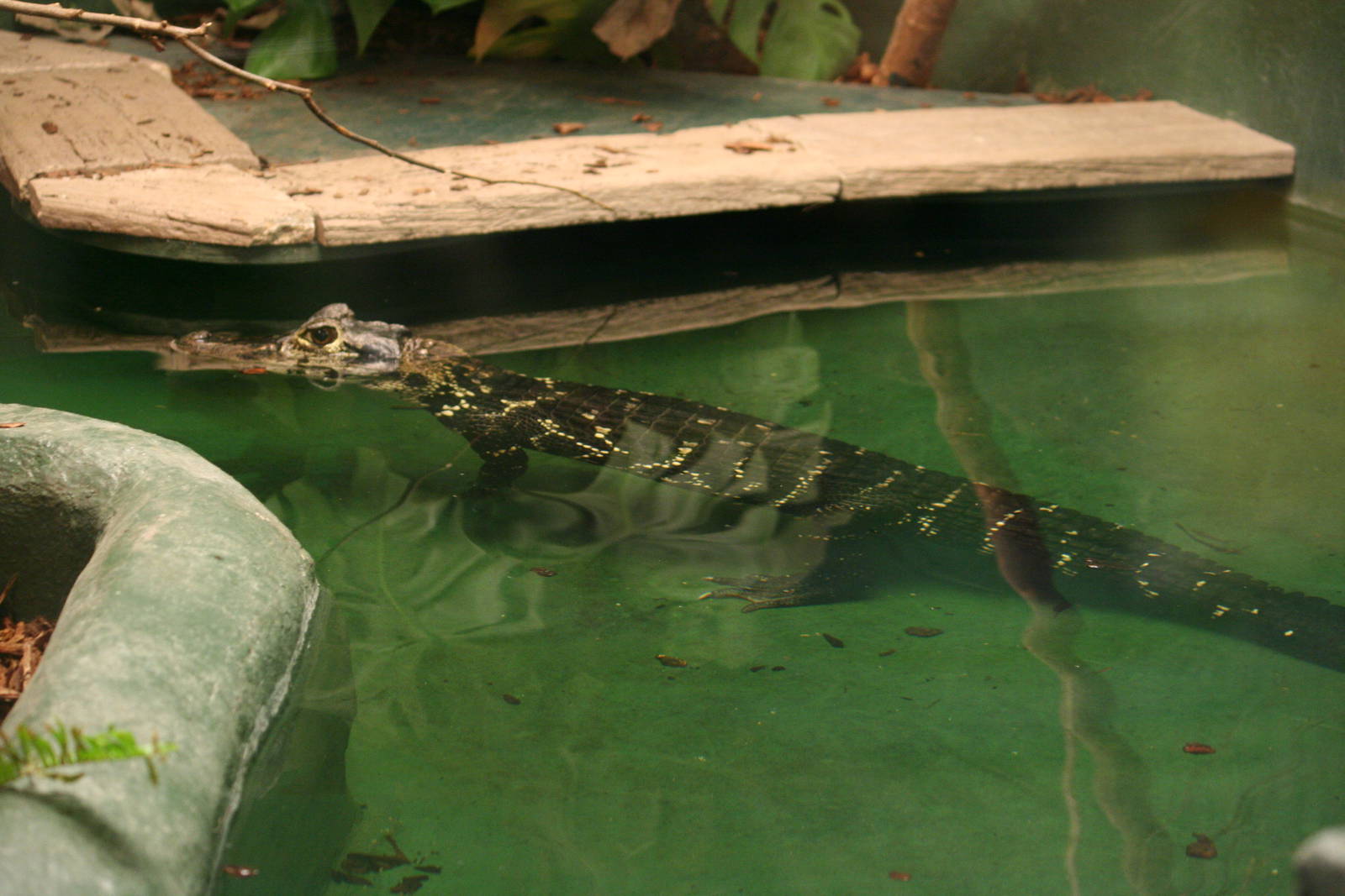 Black caiman