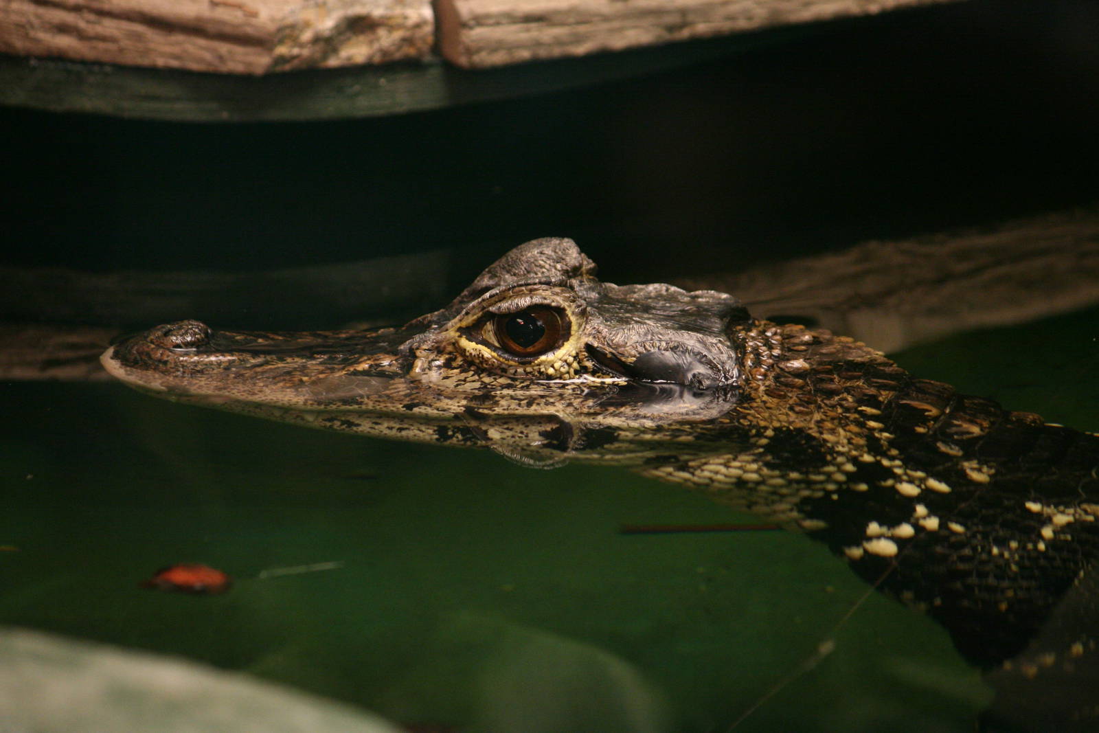 Black caiman