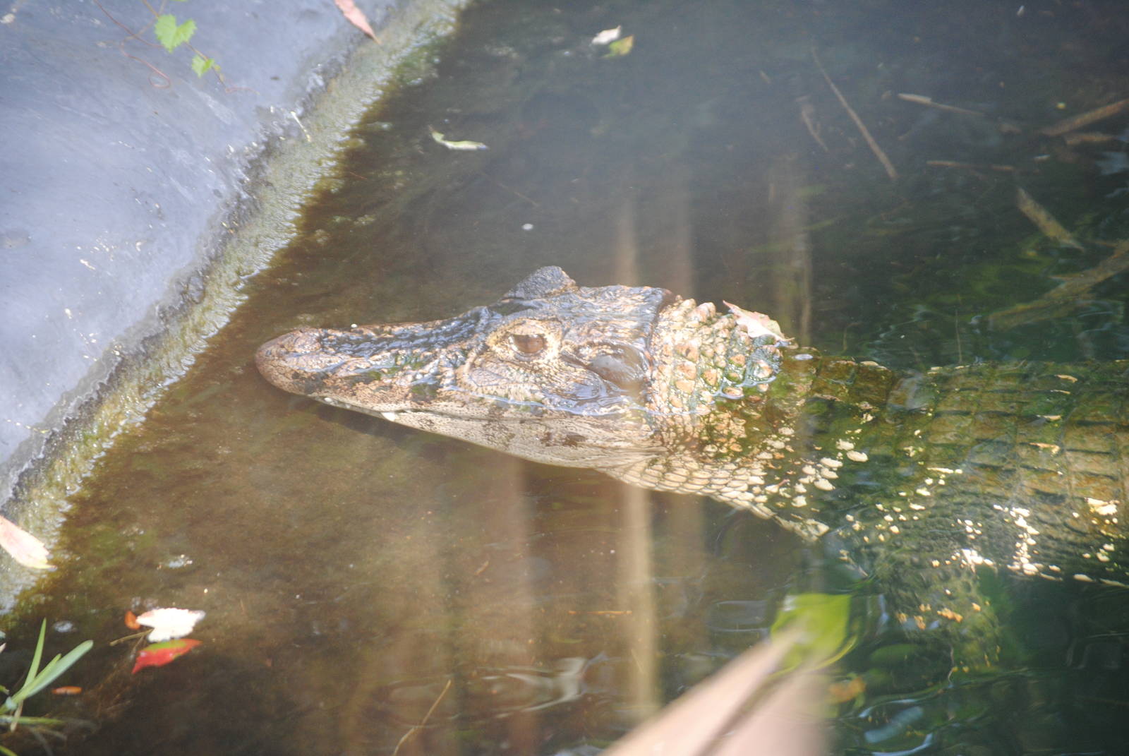 Black Caiman
