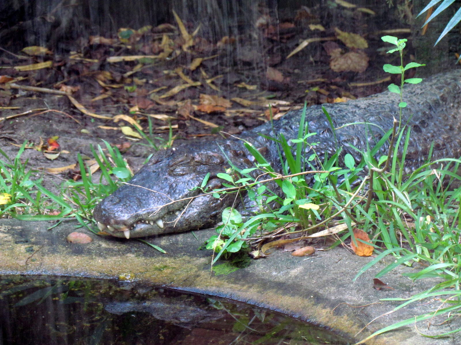 Black Caiman