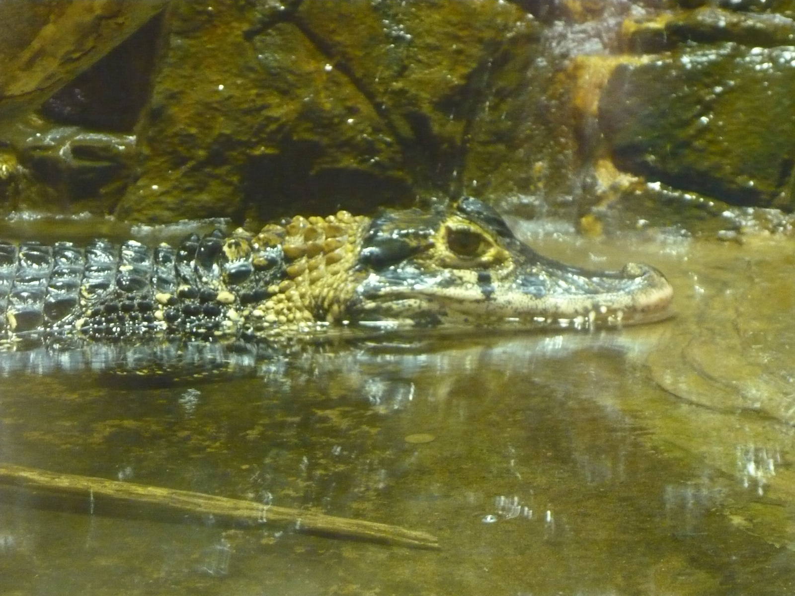 Black caiman