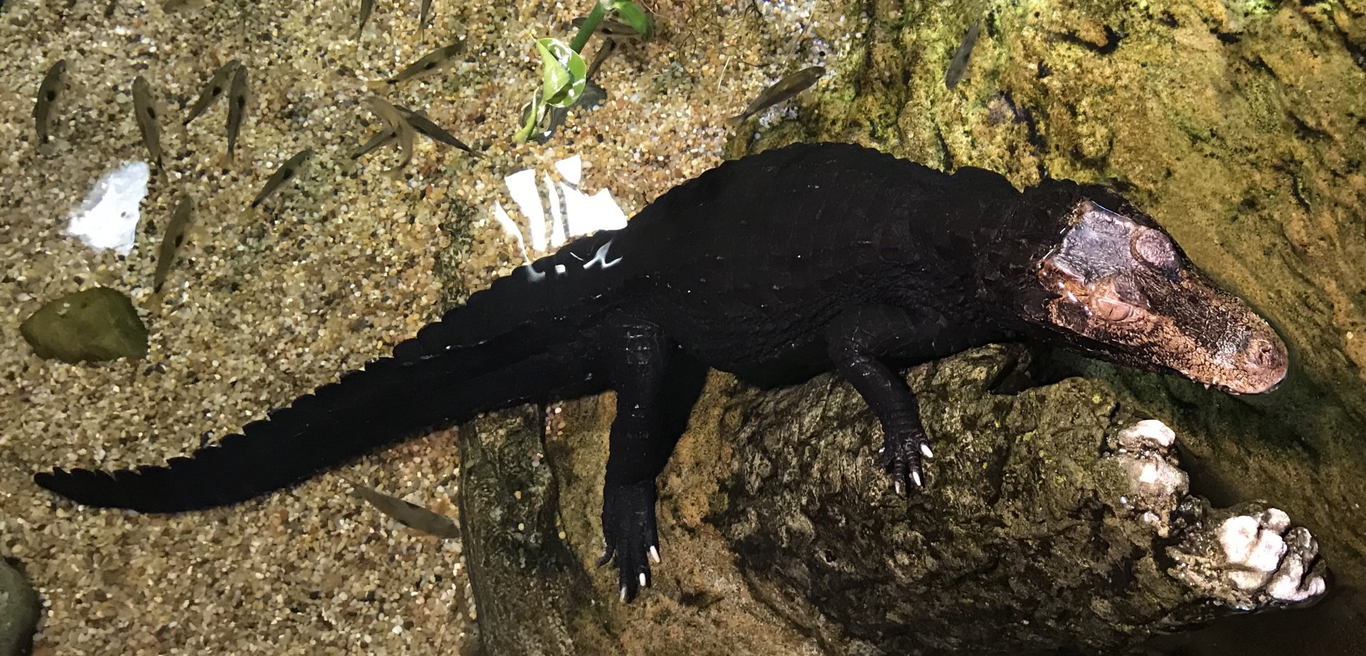 black caiman?