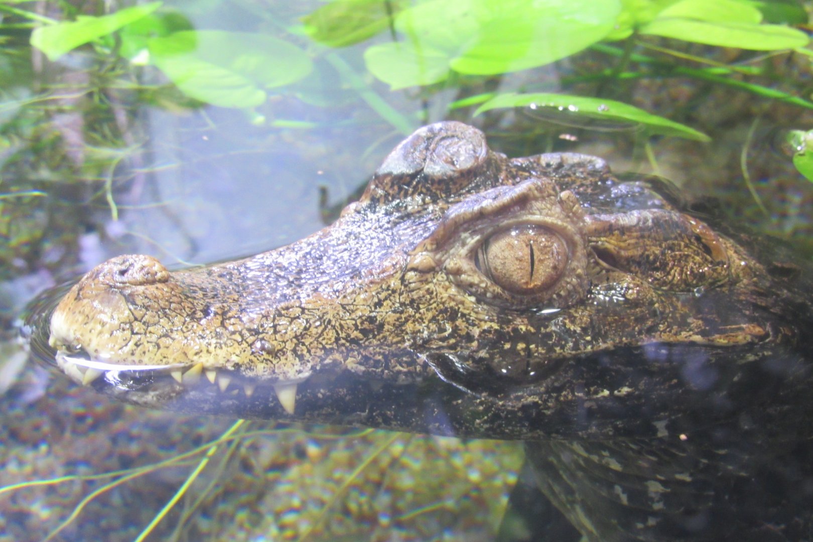 black caiman