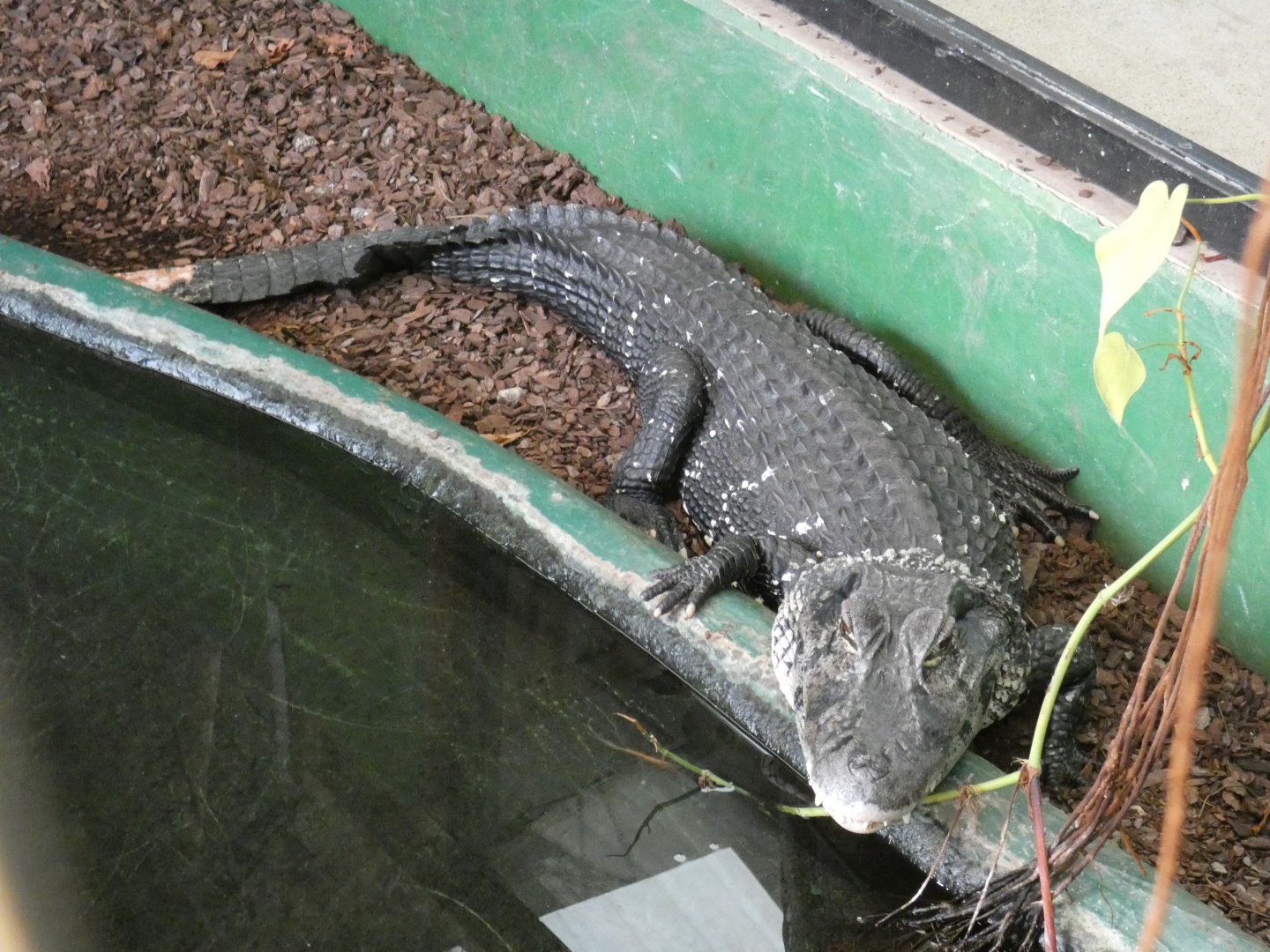 Black Caiman