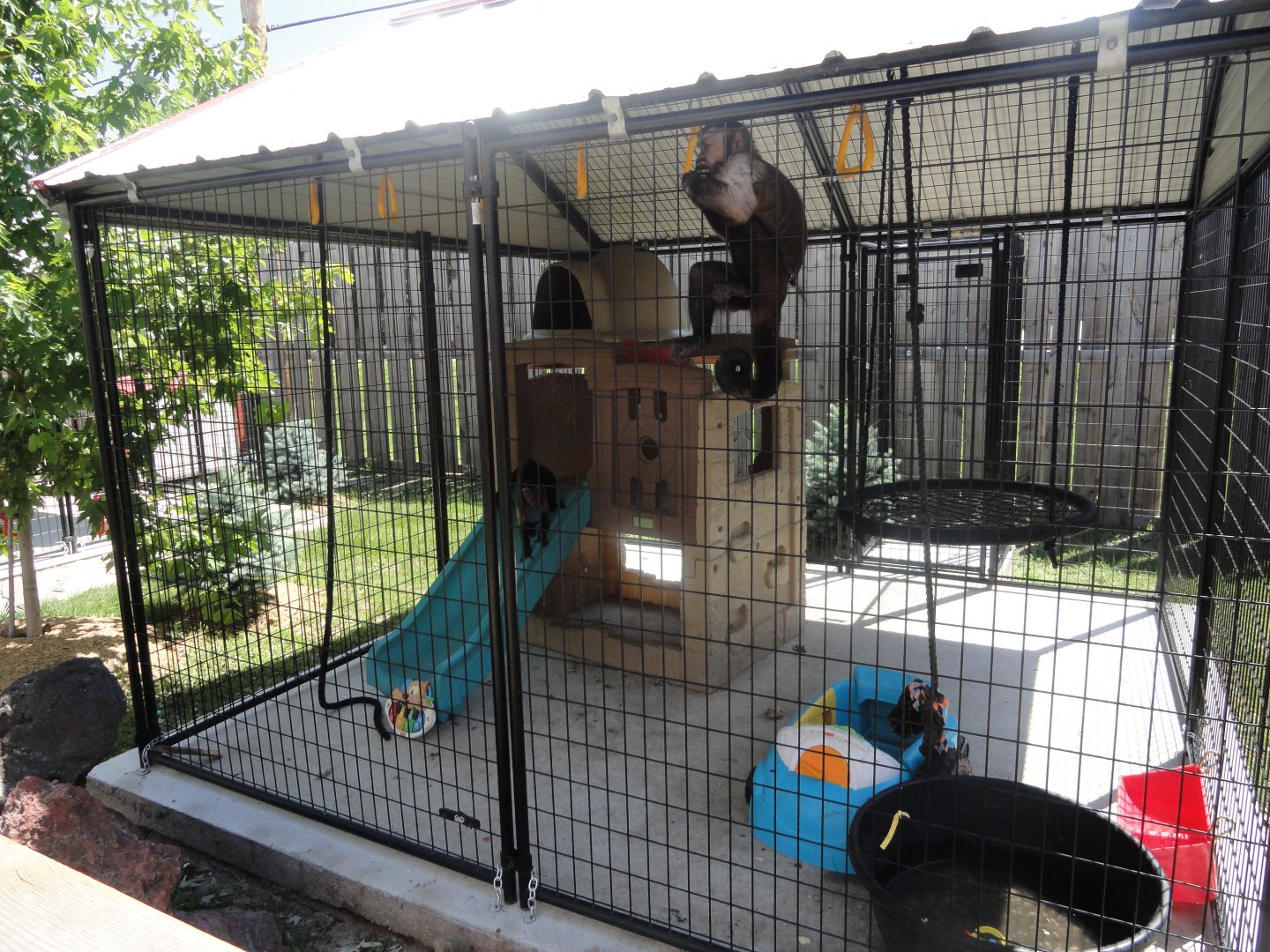 Black Cap Capuchin Exhibit