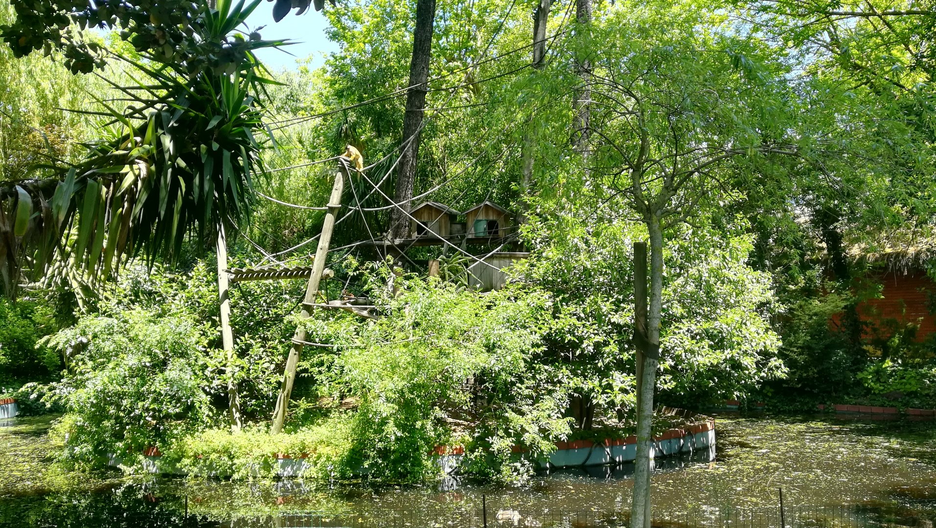 Black Caped Squirrel Monkey