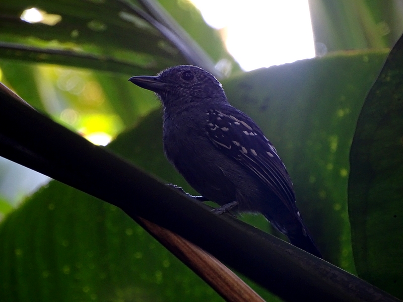 Black-capped antshrike