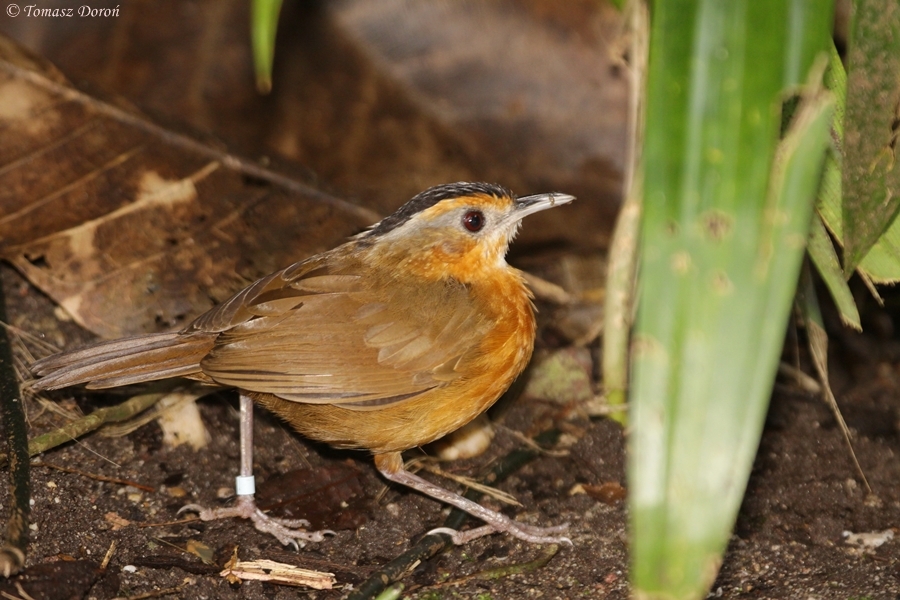 Black-capped babbler (Pellorneum capistratum)