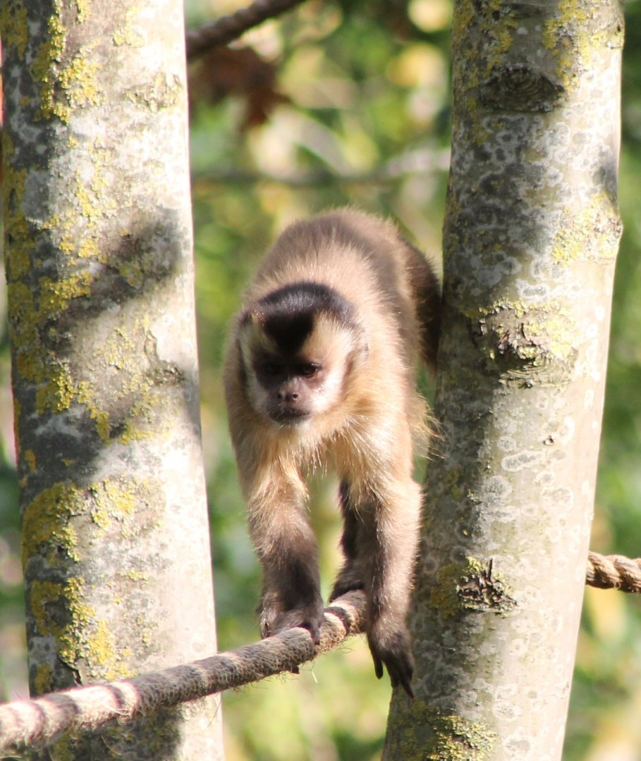 Black-capped / Bearded capuchin ?