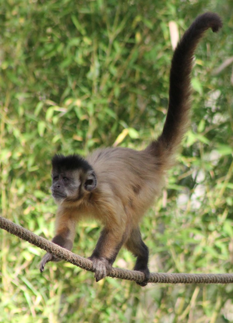 Black-capped / Bearded capuchin ?