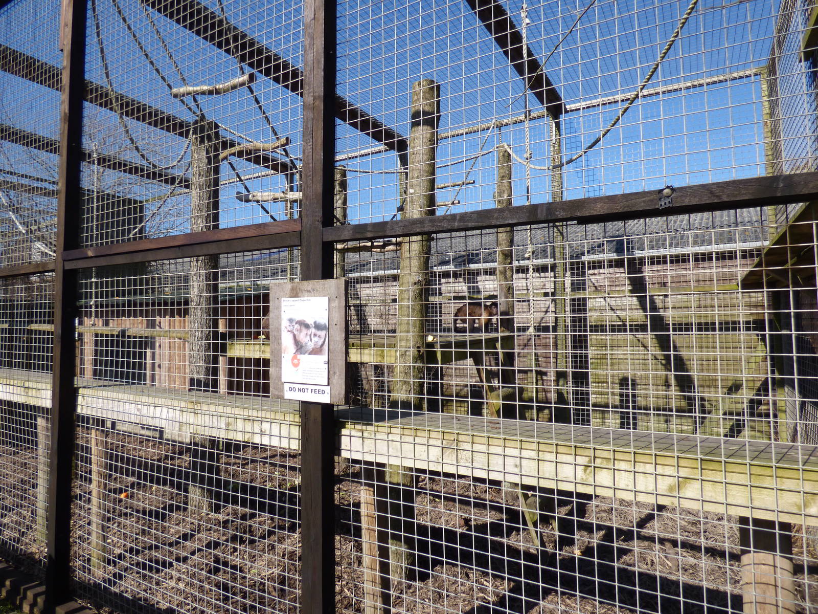 Black-Capped Capauchin Enclosure