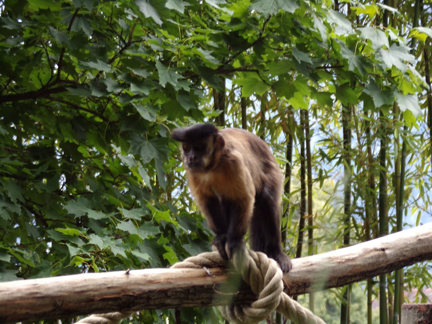 Black-capped capuchin 13.7.25