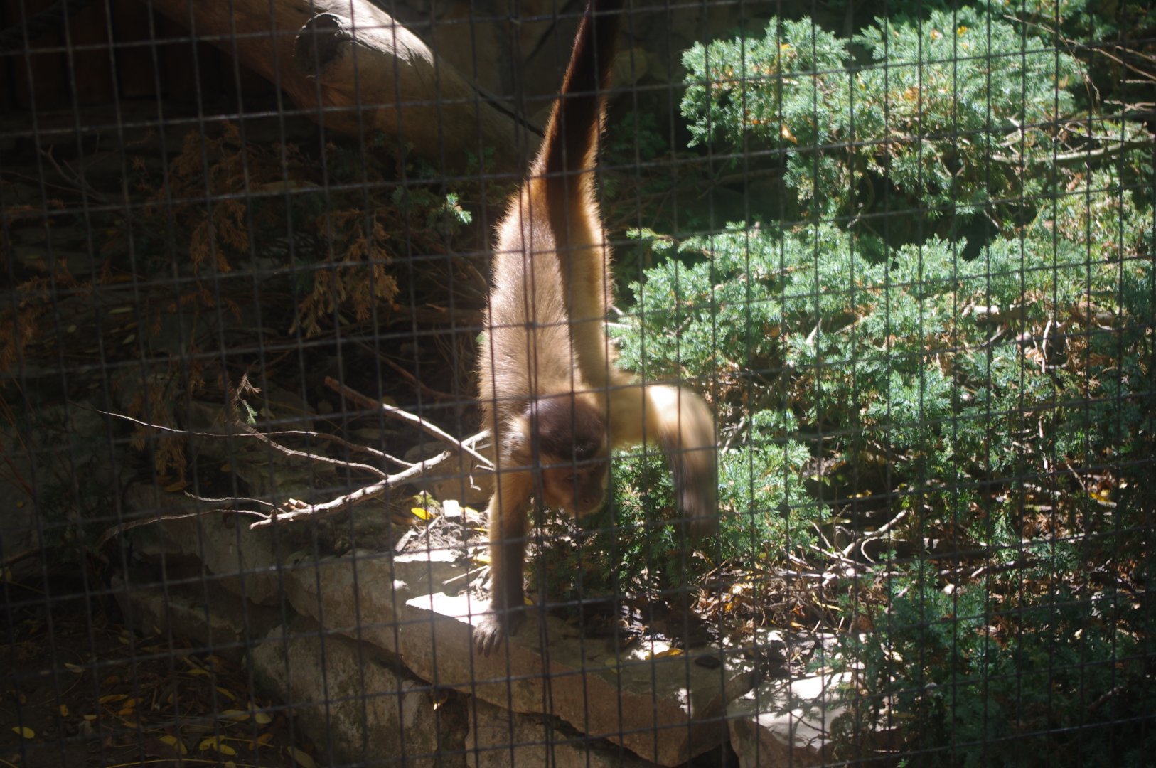 Black- capped Capuchin- 20/8/2022