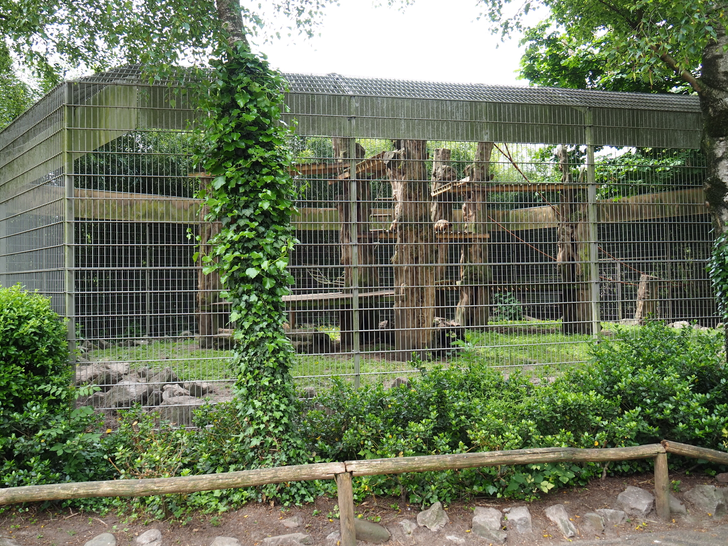 Black-capped capuchin and Ring-tailed coati exhibit, 2019-05-25