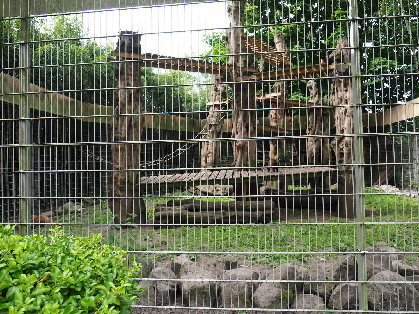 Black-capped capuchin and Ring-tailed coati exhibit, 2019-05-25