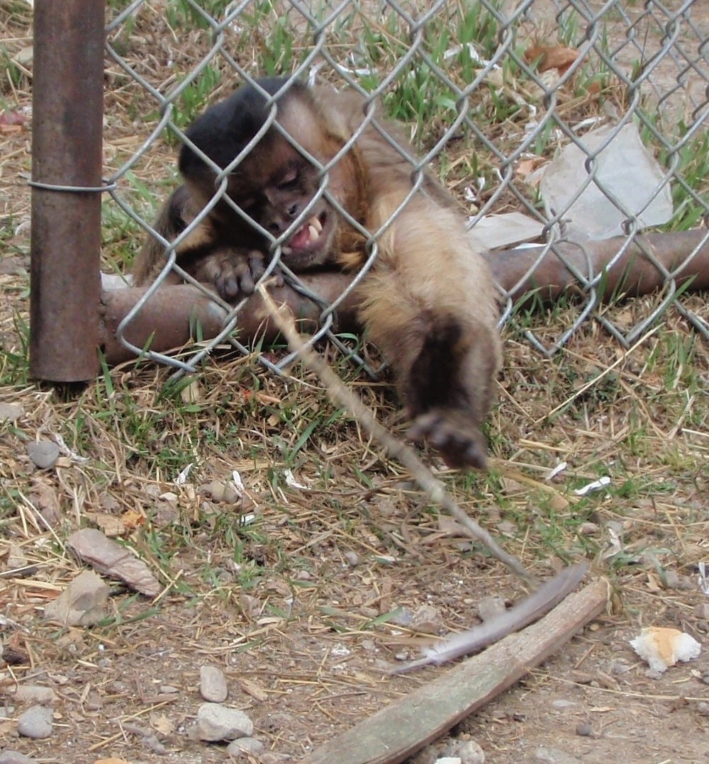 Black Capped Capuchin at Guzoo