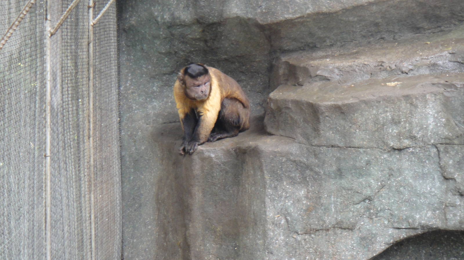 Black-capped capuchin at Nanning zoo 2013-4-27