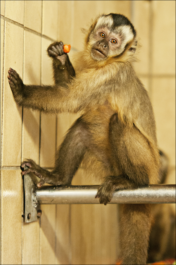 Black-capped capuchin at Zoo in der Wingst