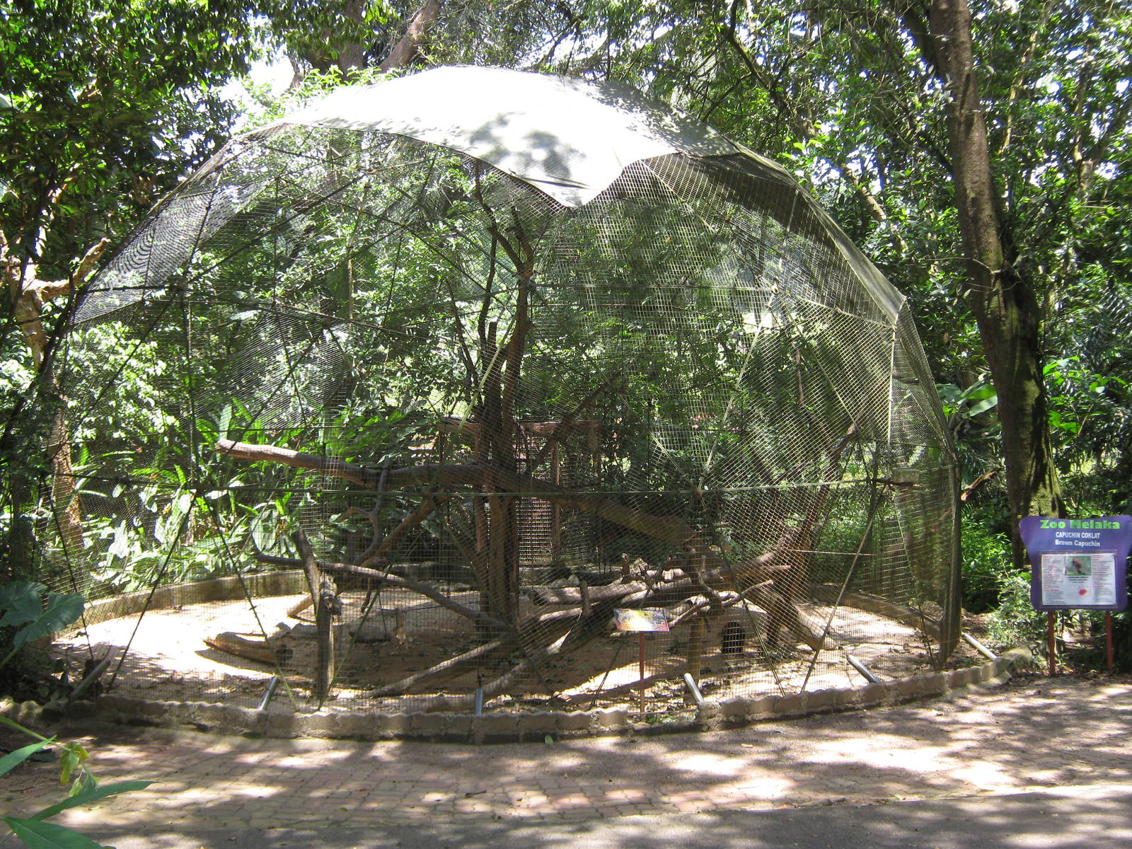 black-capped capuchin cage