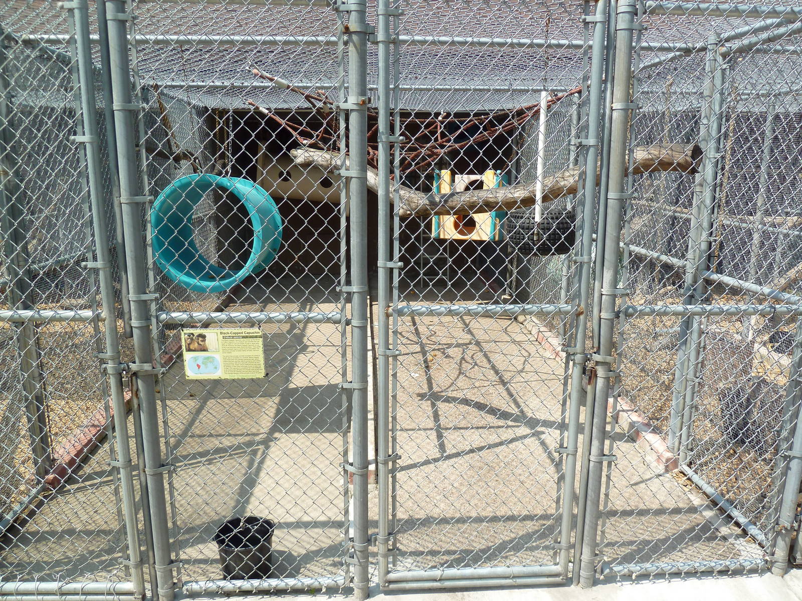 Black-Capped Capuchin Cage