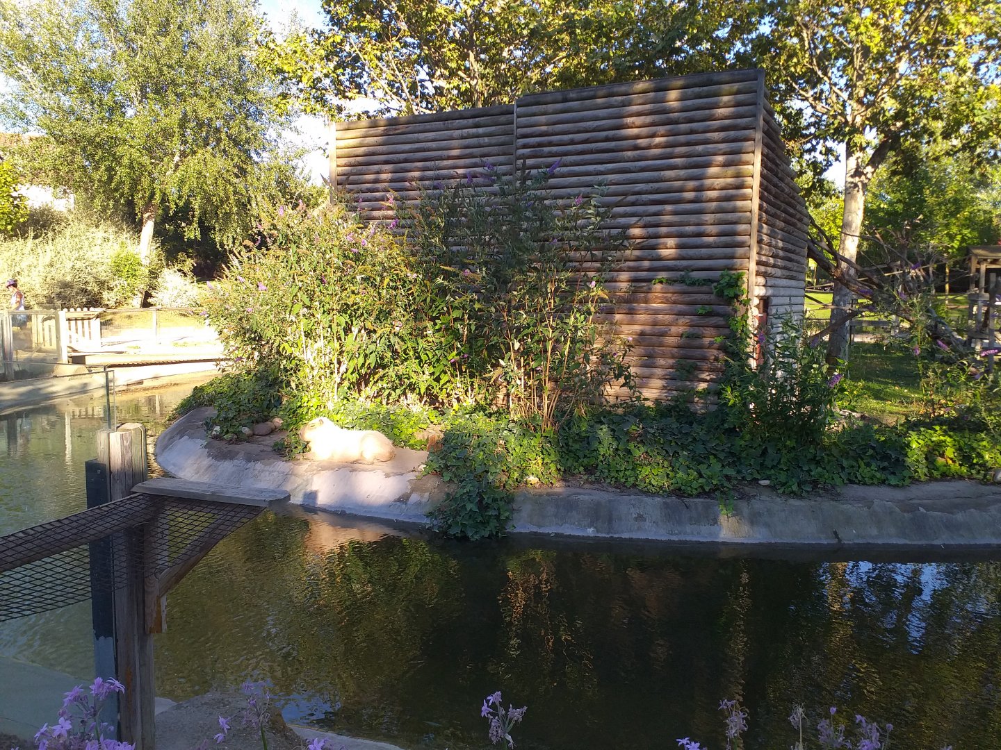 Black-capped capuchin, Capybara and Red-eared slider exhibit -Sendaviva (2020)