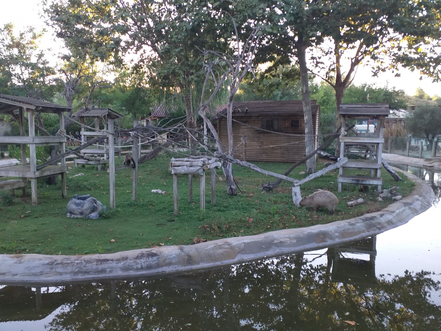 Black-capped capuchin, Capybara and Red-eared slider exhibit -Sendaviva (2020)