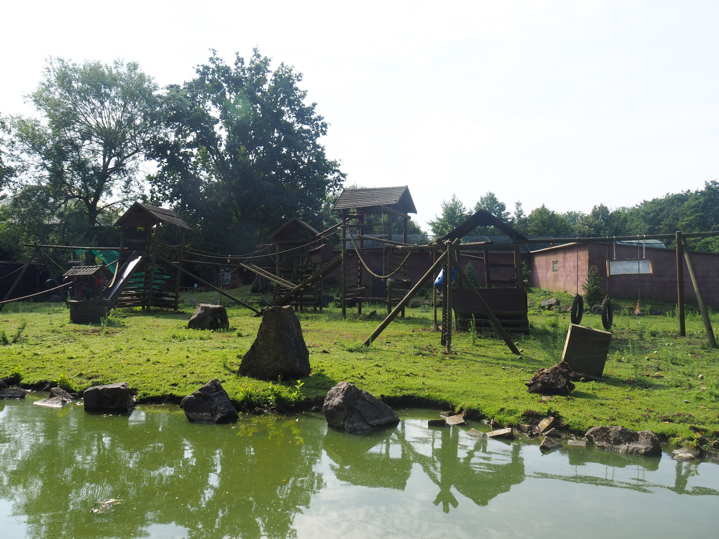 Black-capped capuchin - Capybara - Reeves' muntjac island, 2019-08-11