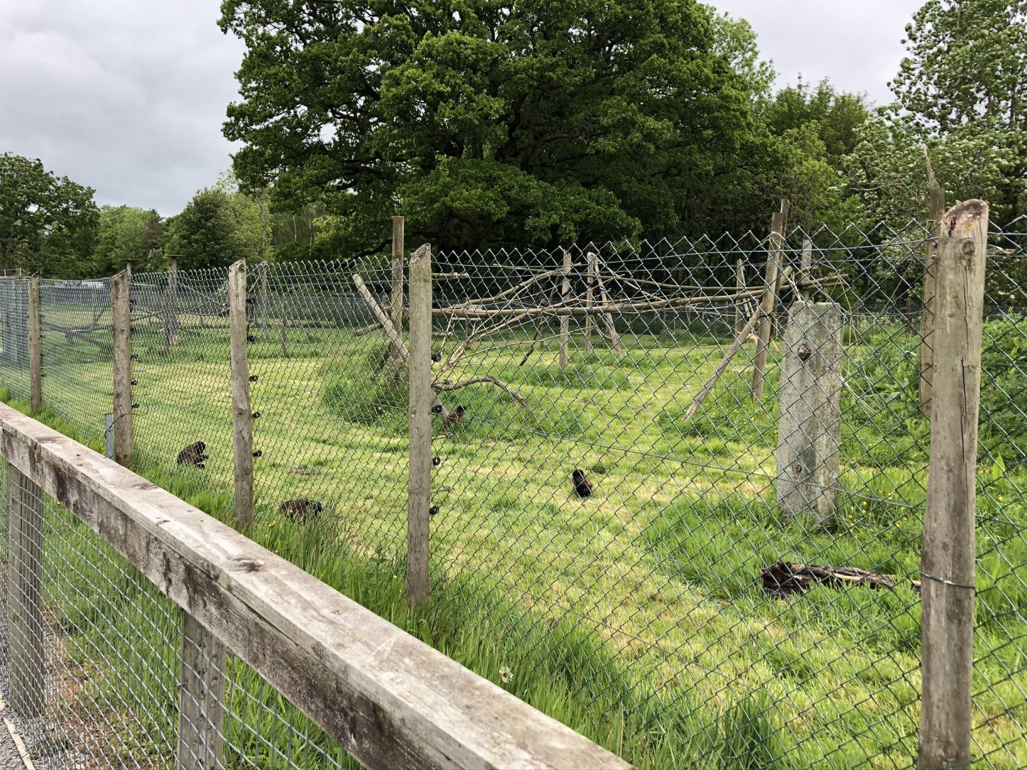 Black-capped Capuchin Enclosure at Lake District Wildlife Park (May 2019)