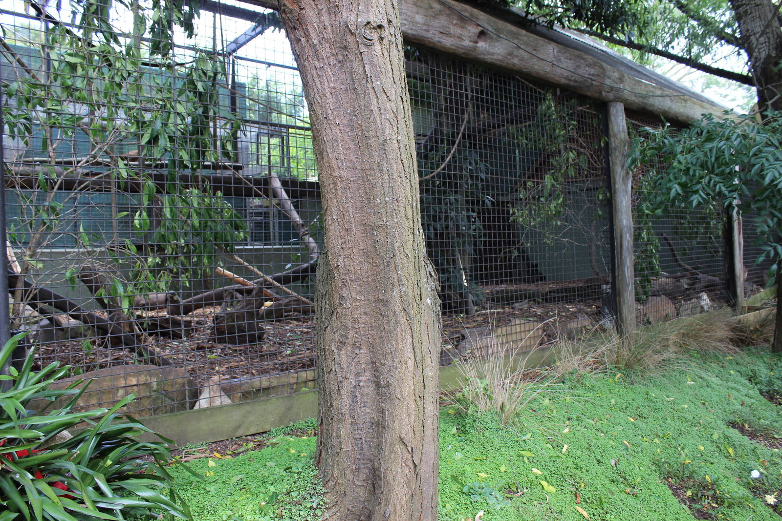 Black-Capped Capuchin enclosure