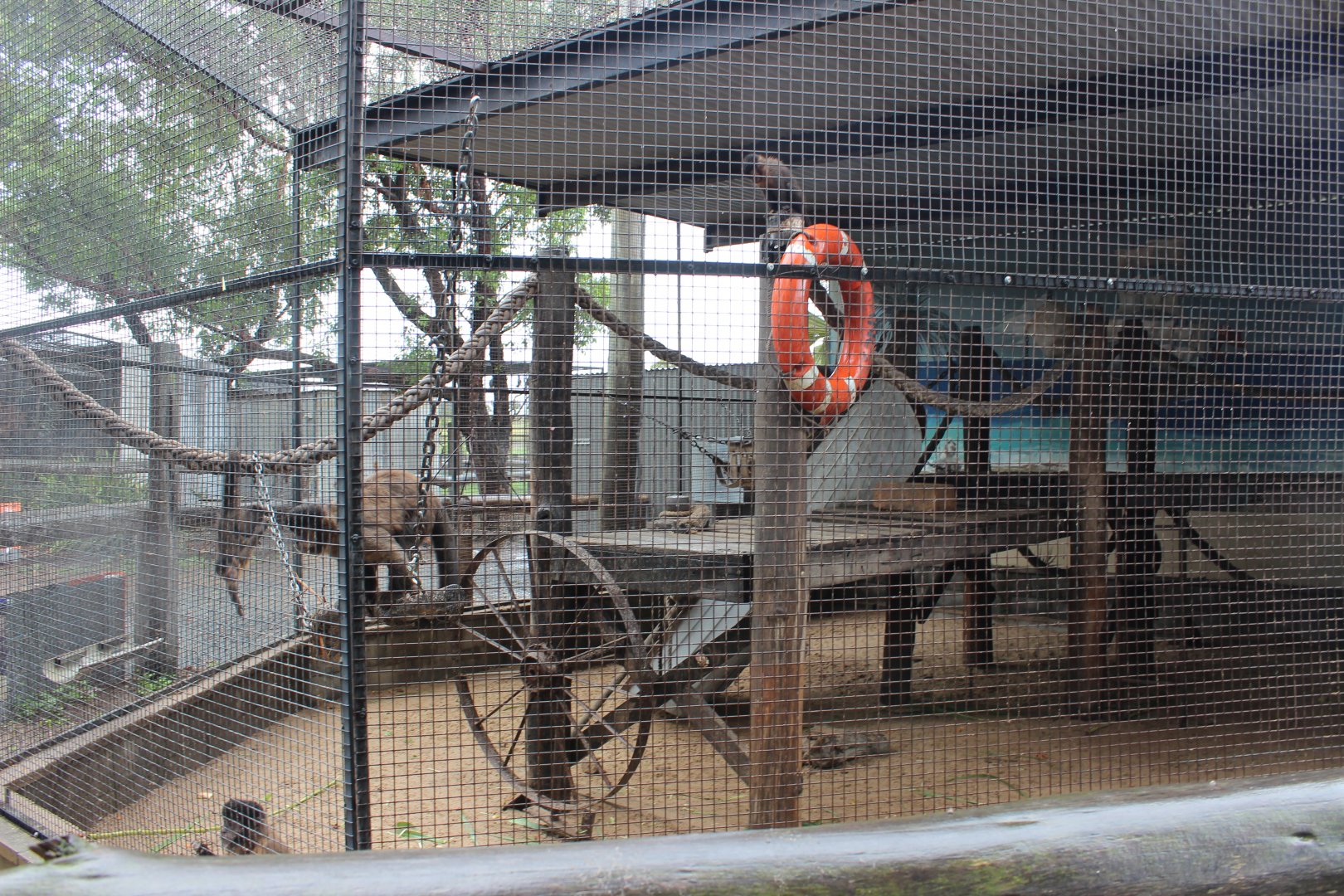 Black-Capped Capuchin enclosure