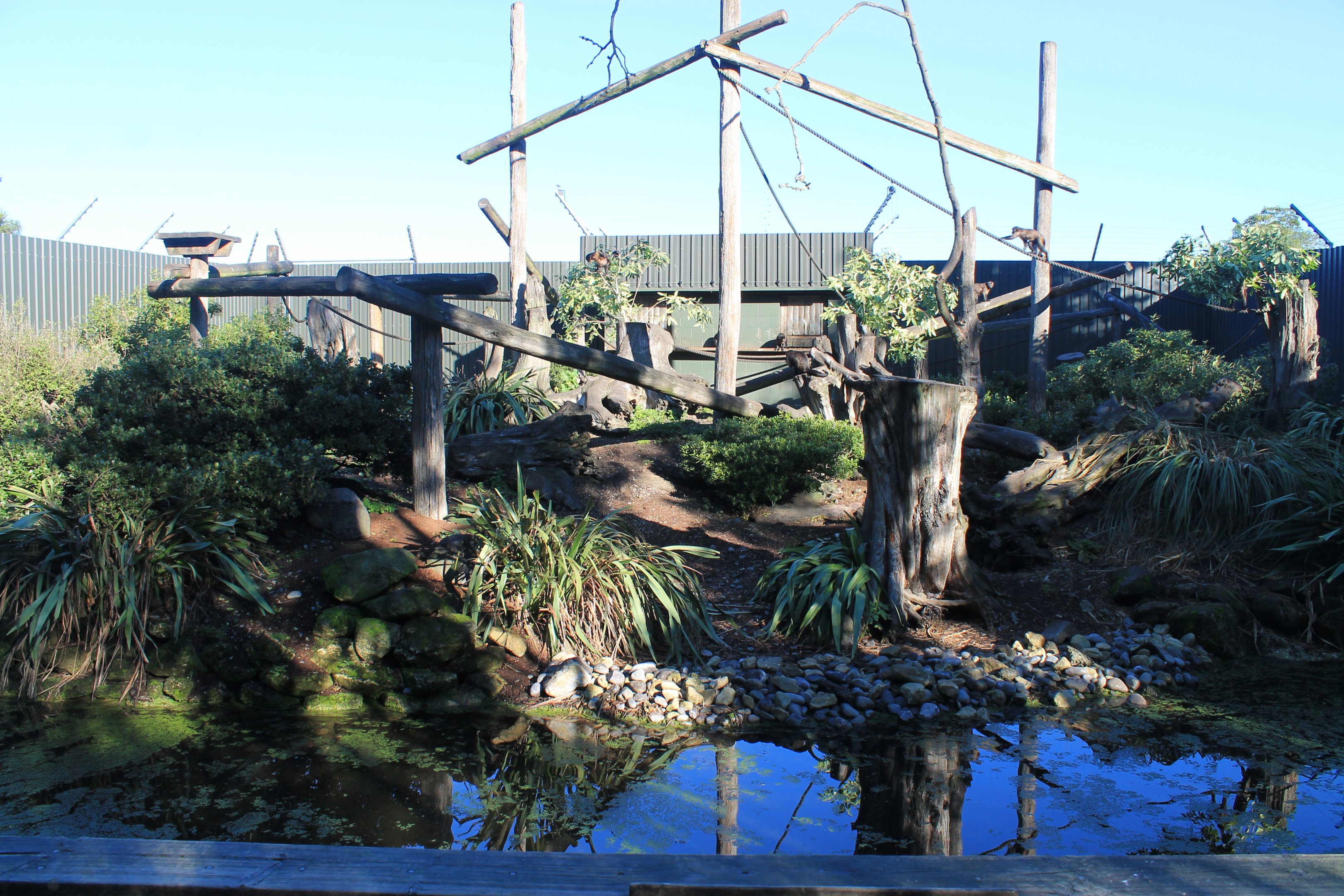 Black-capped Capuchin enclosure