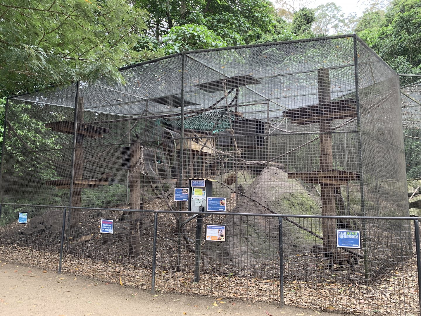 Black-capped Capuchin Enclosure