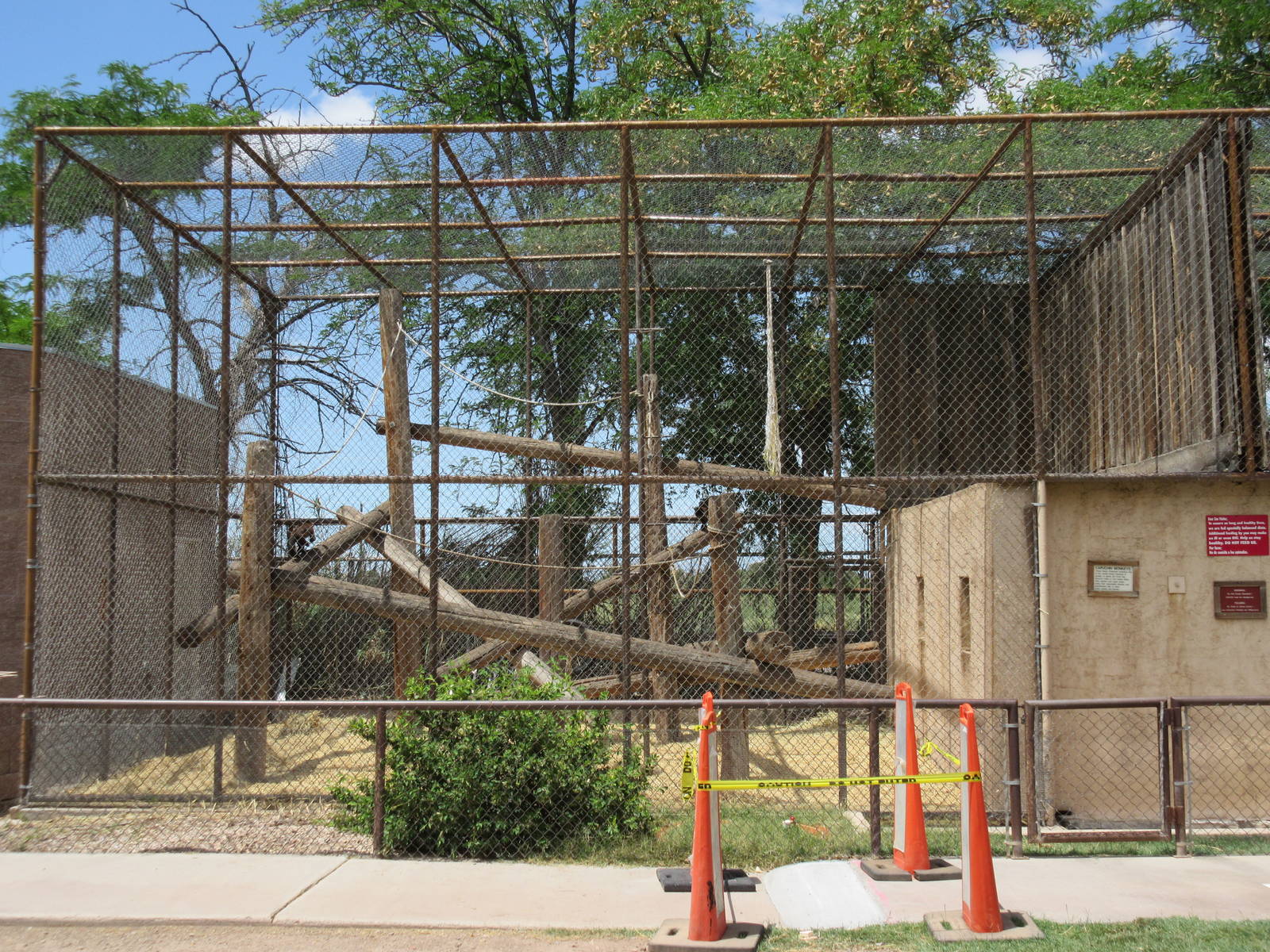 Black-Capped Capuchin Exhibit #1